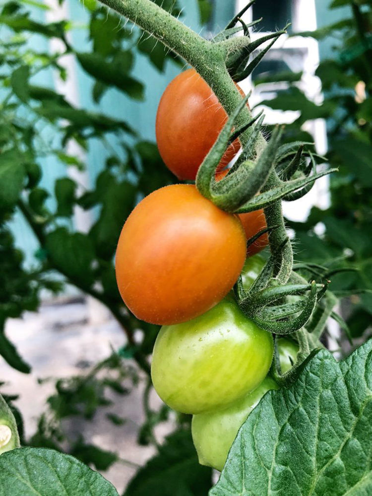 Fisherville Greenhouses Tomatos